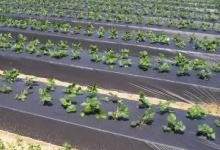 Ambalaje Romania Giurgiu Ambalaje Plastic Giurgiu - Royal Prod Activ SRL