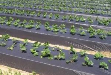 Ambalaje Romania Brasov Ambalaje plastic Brasov - Royal Prod Activ SRL